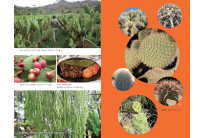 サボテンは世界をつくり出す(堀部貴紀)